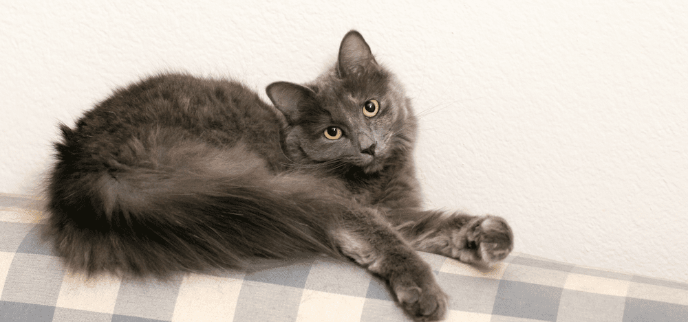 Can I keep a pet in a Strata Scheme?